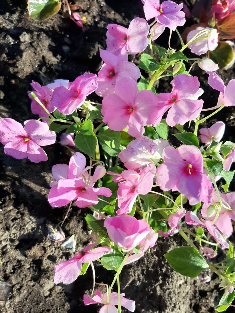 Прогулки выходного дня: красота природы, зелень и мои впечатления