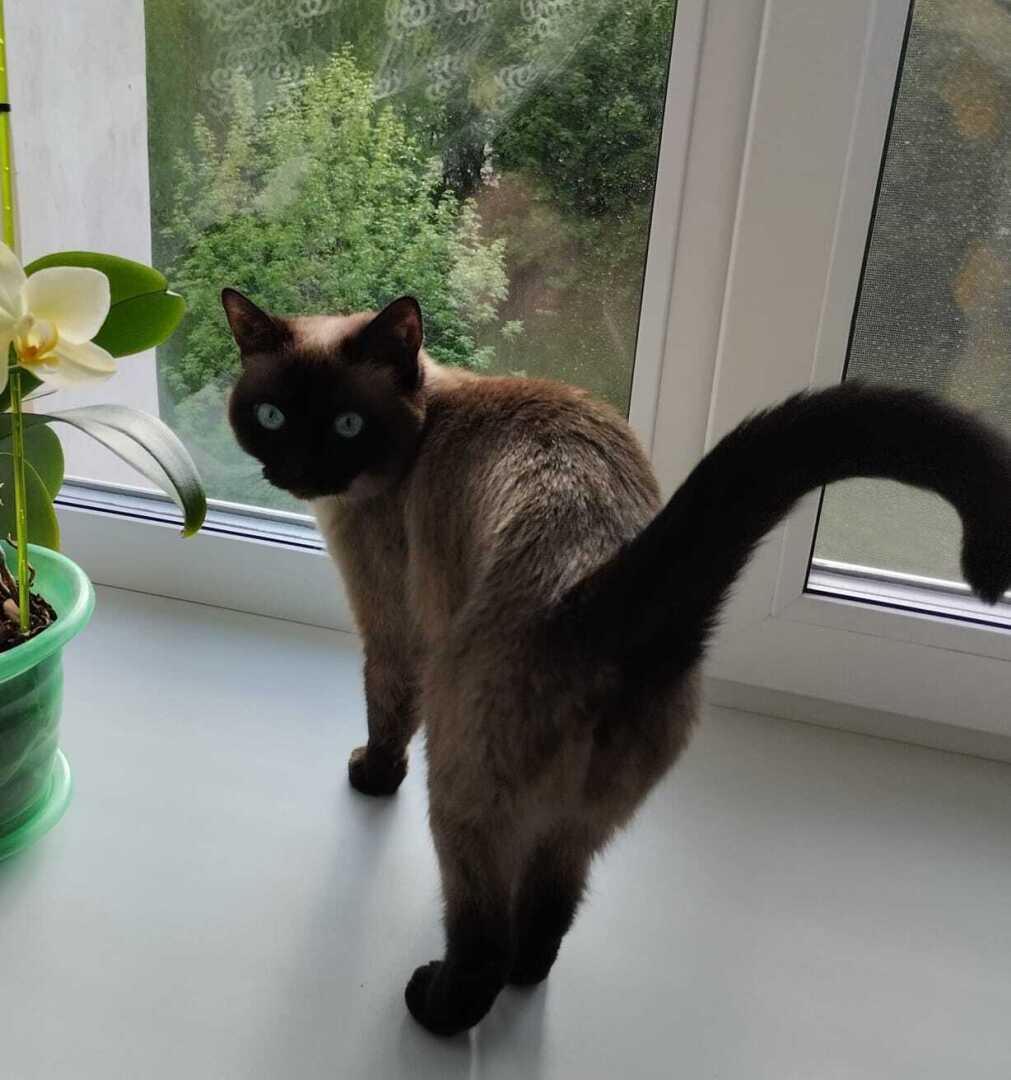 Завел кота, собаку - неси ответственность! Или почему нельзя к животным, как к вещам!