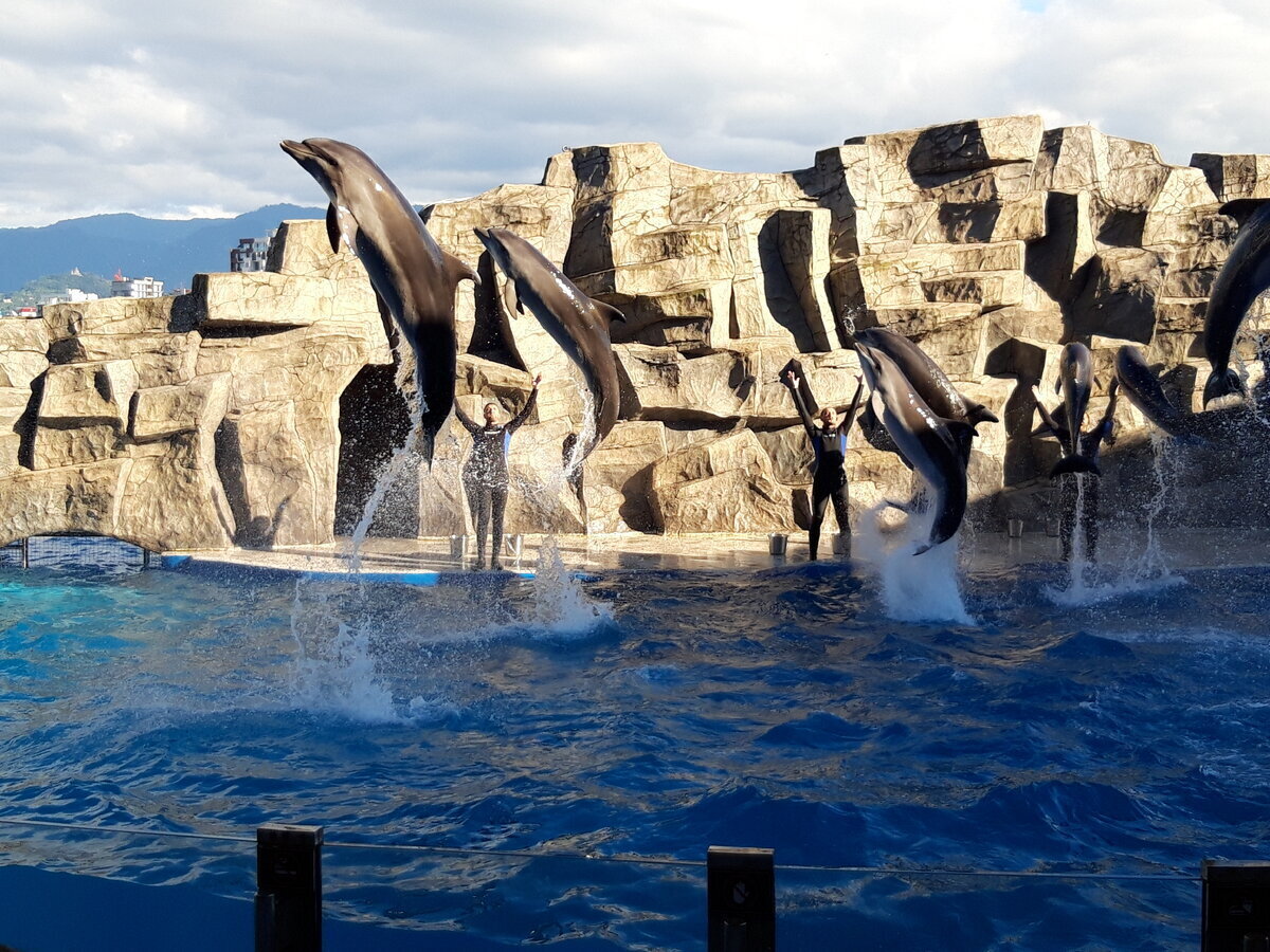 Дельфинарий в Батуми - один из лучших на постсоветском пространстве