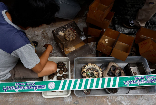 По словам чиновников, в результате пожара на знаменитом тайском рынке погибли сотни домашних животных в клетках