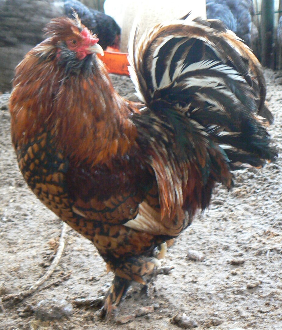 На Фестиваль в Москву.