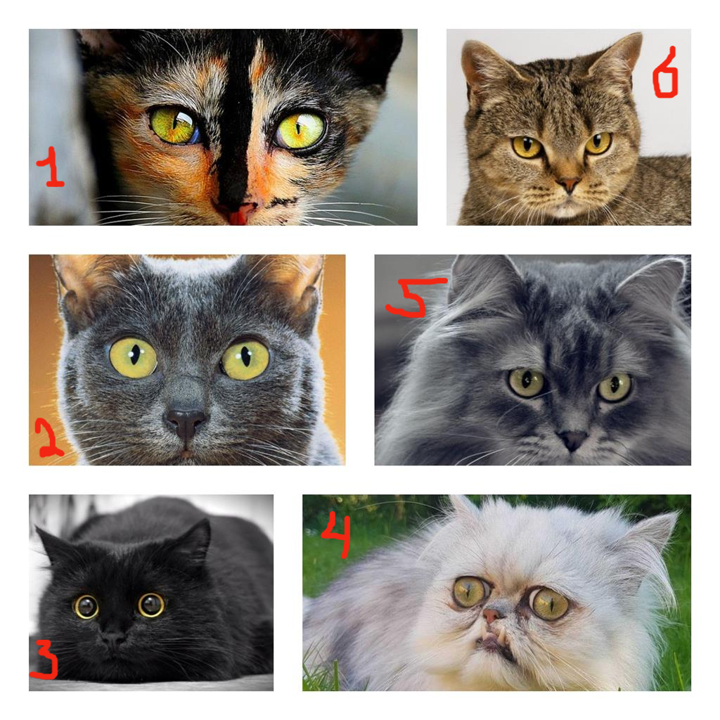 Выбираем мисс Киску