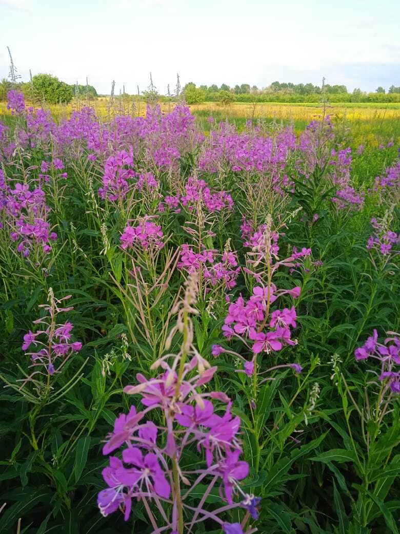 Чайная грядка: какие травы я использую для приготовления домашнего ароматного и полезного собственного чая