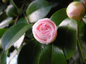 Как можно хорошо заработать на 90 или 100-летнем человеке? Услышал в автобусе. Все проще простого. Цветы.... И еще иное....