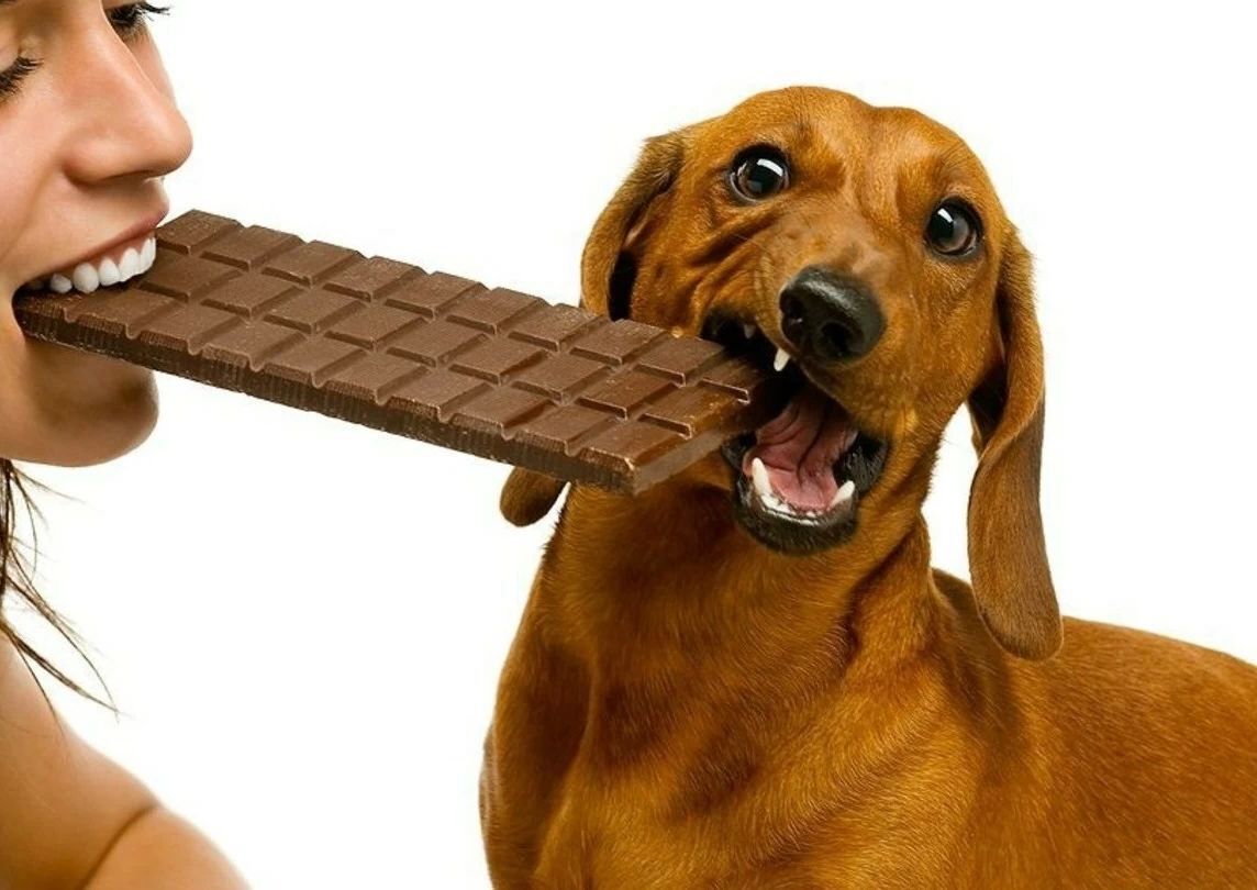 Почему кошки и собаки не могут есть шоколад или другие продукты?