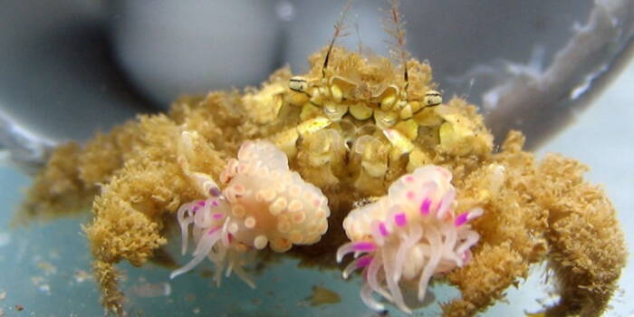 Краб-боксер: этот краб, мягко говоря, удивителен, у него в каждой клешне по анемоне.