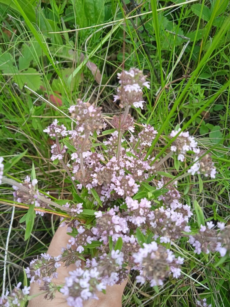 Чайная грядка: какие травы я использую для приготовления домашнего ароматного и полезного собственного чая