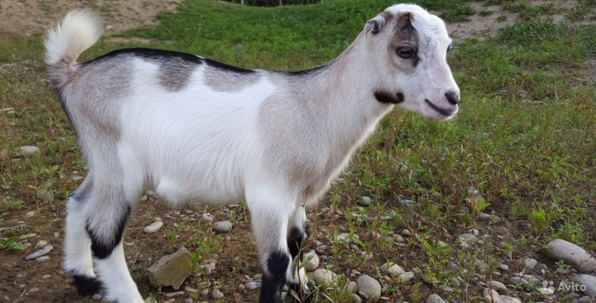 Таможня дала добро! Выбираем козу!