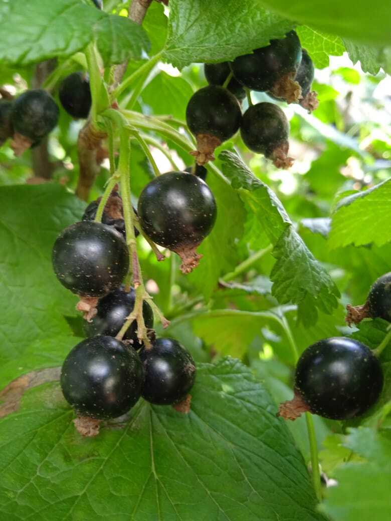 Чайная грядка: какие травы я использую для приготовления домашнего ароматного и полезного собственного чая