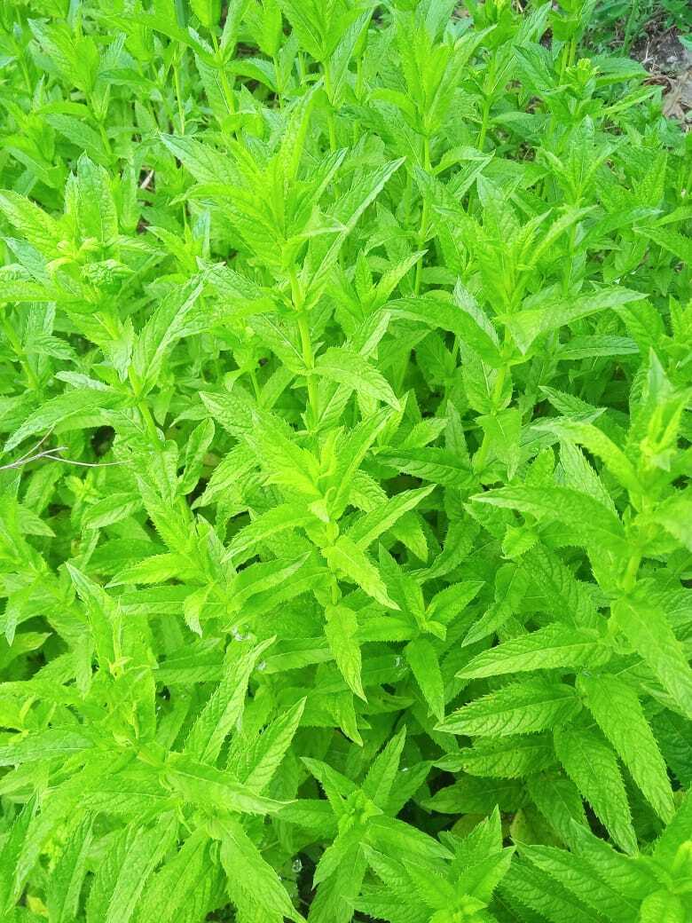 Чайная грядка: какие травы я использую для приготовления домашнего ароматного и полезного собственного чая