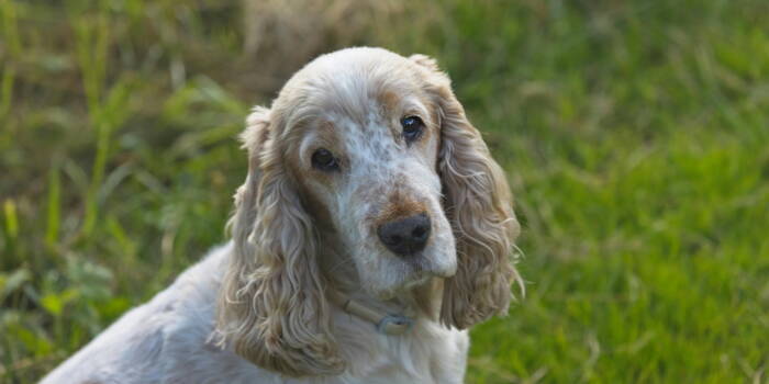 Каковы признаки Остеоартрита у собак?