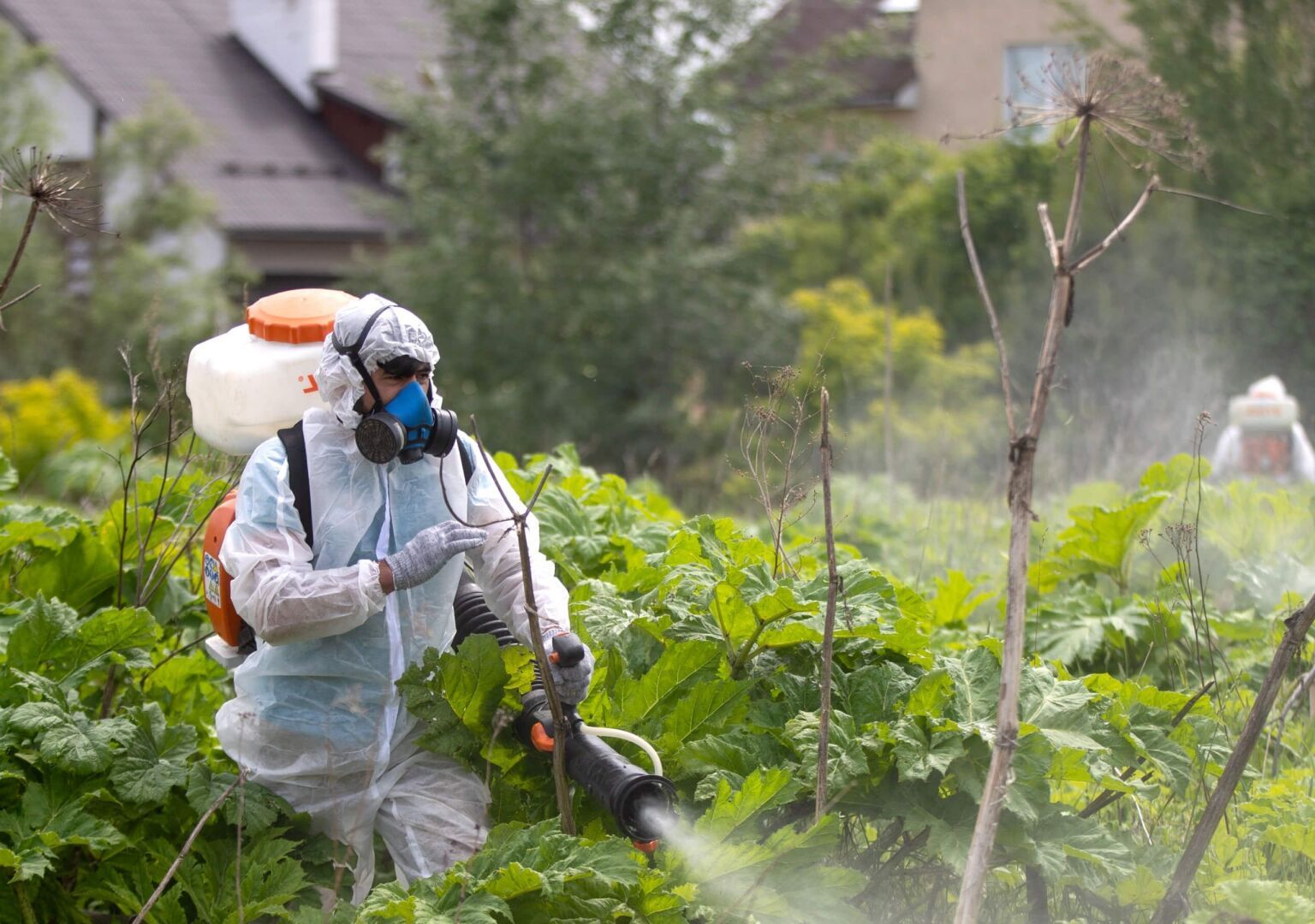 Чем уничтожить борщевик