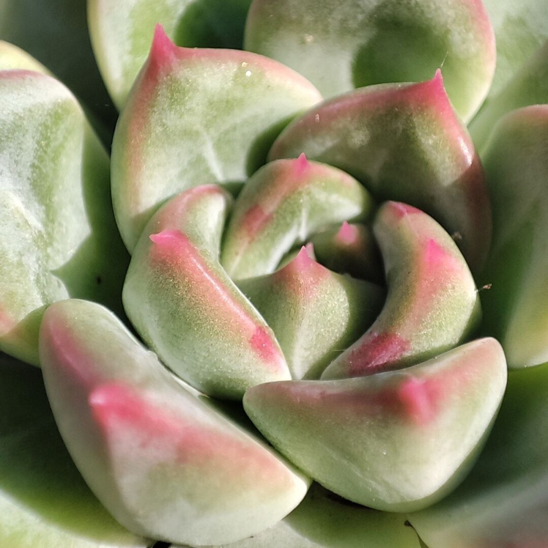 Суккуленты очень красивые растения! Немного заботы с вашей стороны и цветы вас очень удивят!