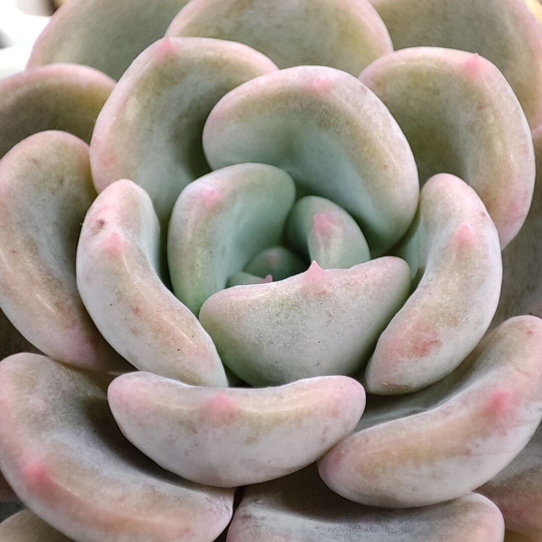 Суккуленты очень красивые растения! Немного заботы с вашей стороны и цветы вас очень удивят!