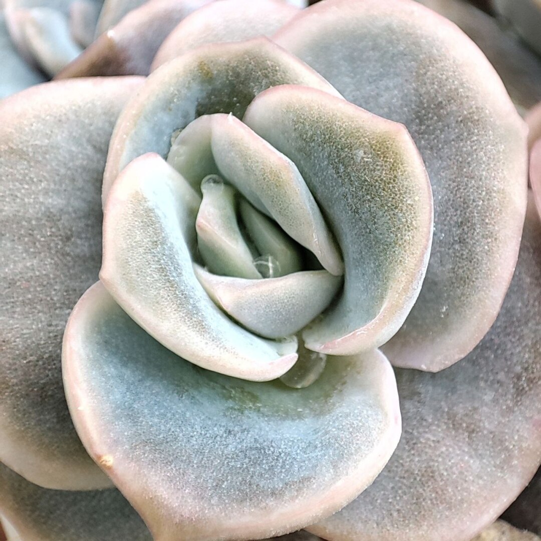 Суккуленты очень красивые растения! Немного заботы с вашей стороны и цветы вас очень удивят!