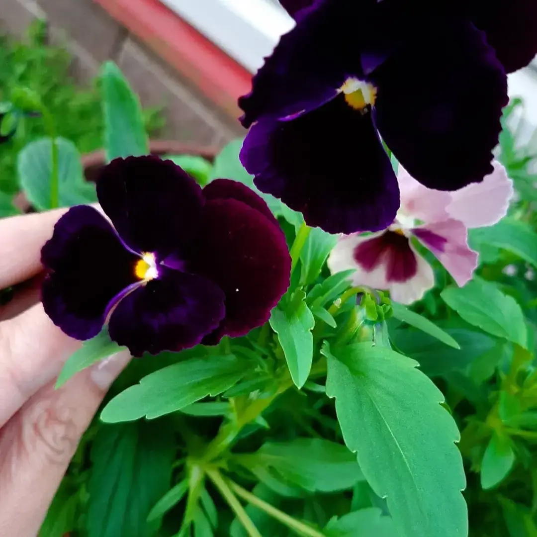 Разновидности моих цветов: какие можно вырастить на своем участке? Личный опыт выращивания цветов