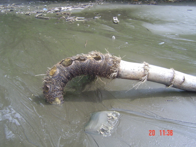 Коста-Рика, Тихий океан и Карибское море ничуть не хуже, чем Турция, Таиланд, Средиземное море и море Бали