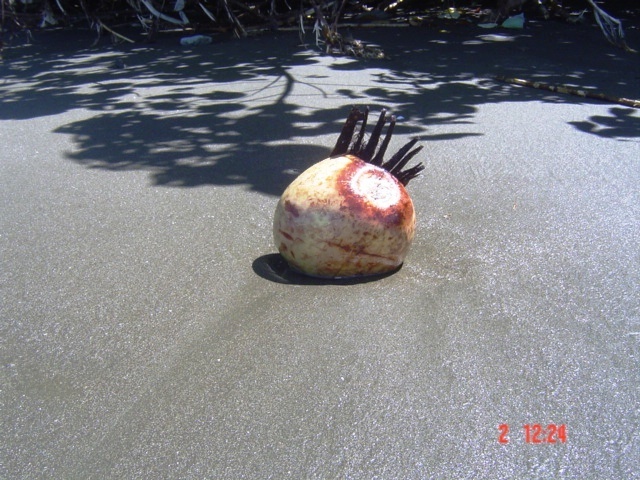 Коста-Рика, Тихий океан и Карибское море ничуть не хуже, чем Турция, Таиланд, Средиземное море и море Бали