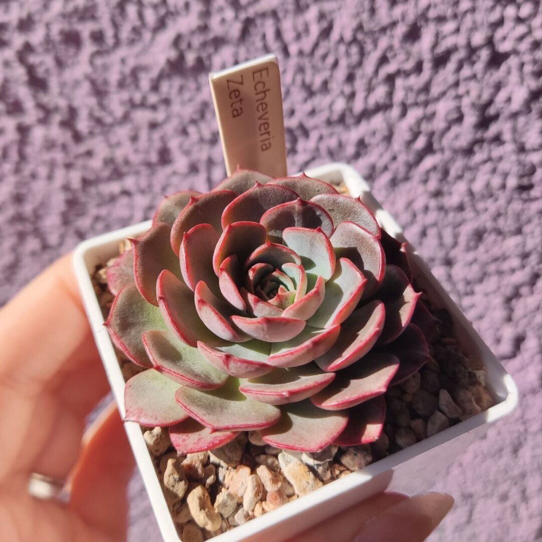 Суккуленты очень красивые растения! Немного заботы с вашей стороны и цветы вас очень удивят!