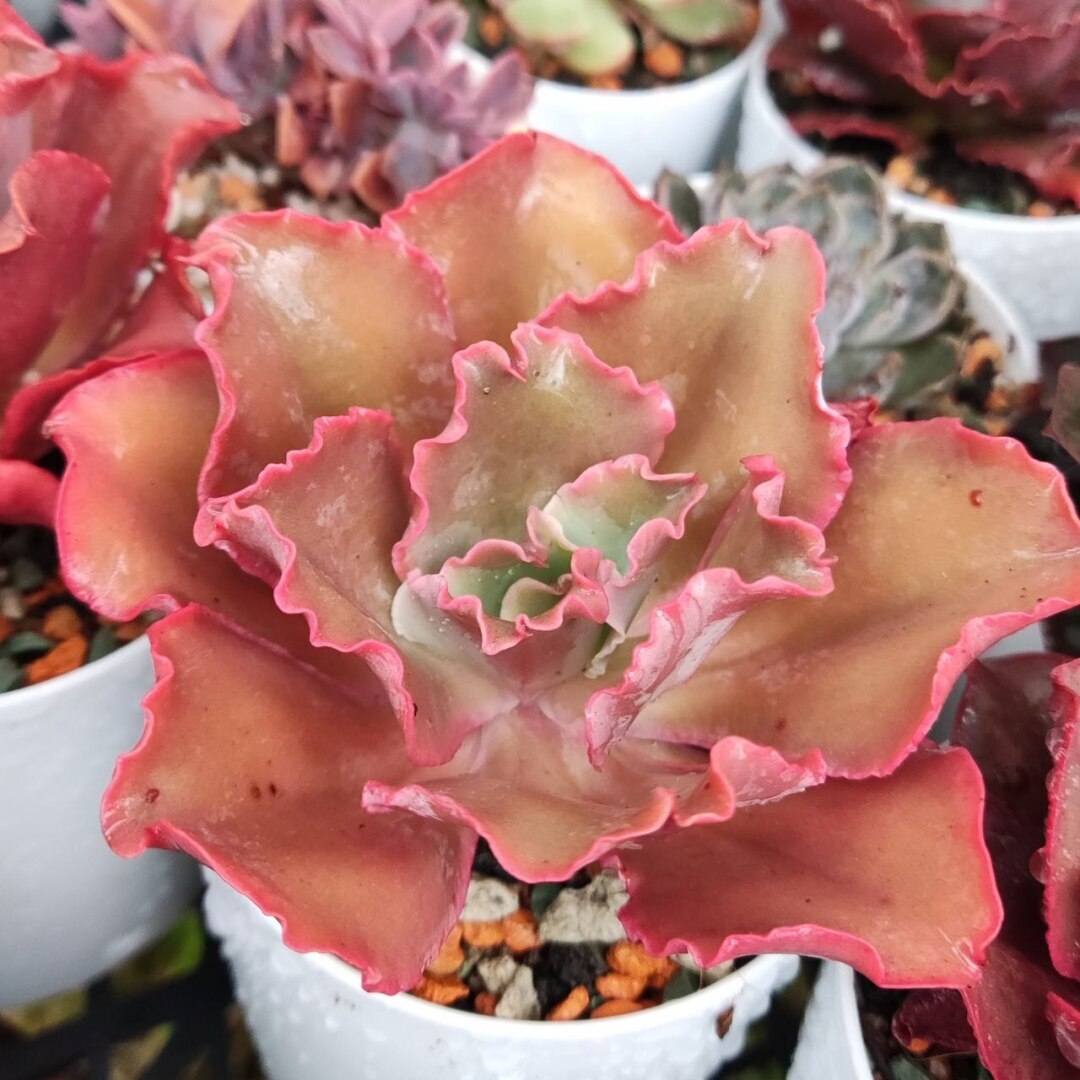 Суккуленты очень красивые растения! Немного заботы с вашей стороны и цветы вас очень удивят!