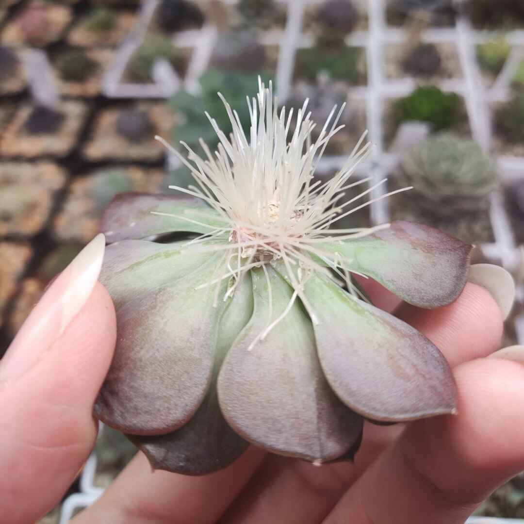 Суккуленты очень красивые растения! Немного заботы с вашей стороны и цветы вас очень удивят!