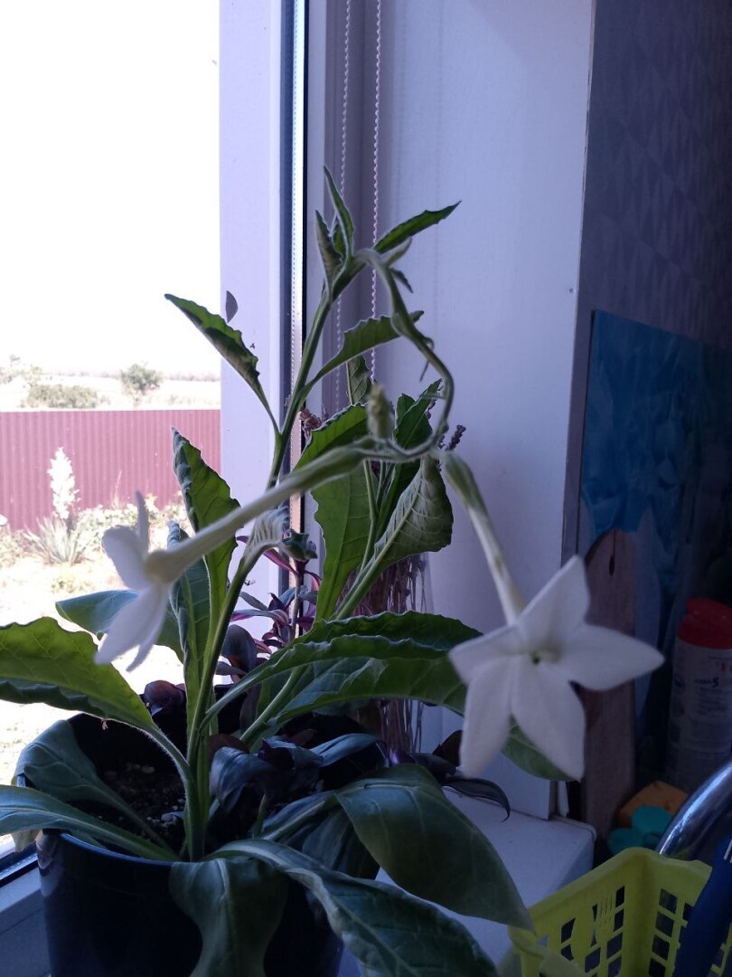 Новые санкции американцев и дзен не дает доходы