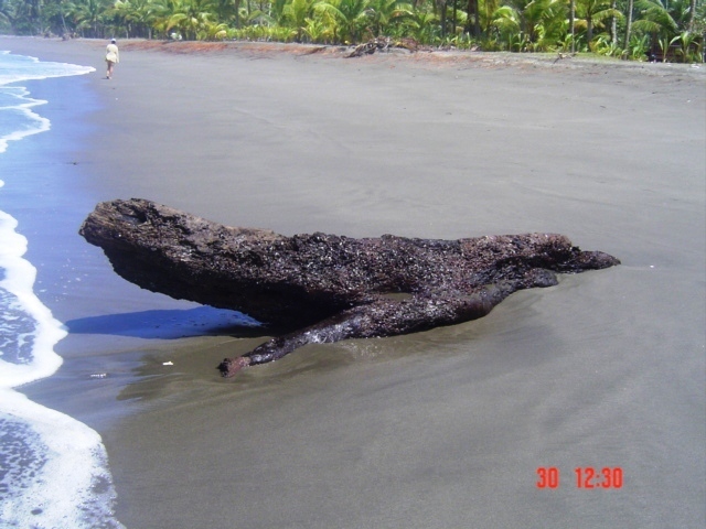 Коста-Рика, Тихий океан и Карибское море ничуть не хуже, чем Турция, Таиланд, Средиземное море и море Бали