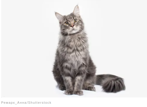 Удивительные факты о животных