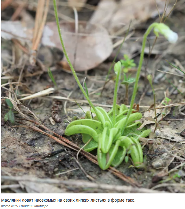 Топ 5 опасных плотоядных растений