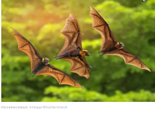 Удивительные факты о животных