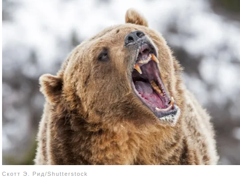 Удивительные факты о животных