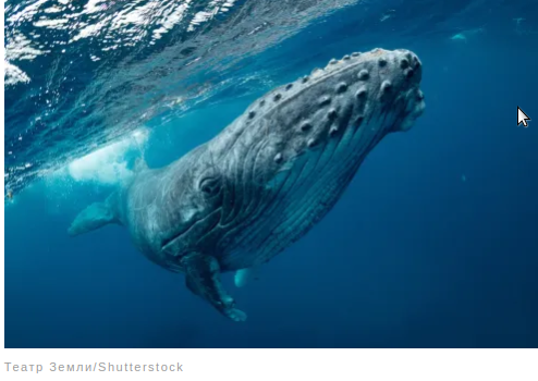 Удивительные факты о животных