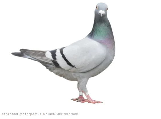 Удивительные факты о животных