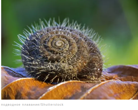 Удивительные факты о животных