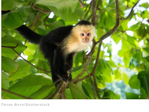 Удивительные факты о животных