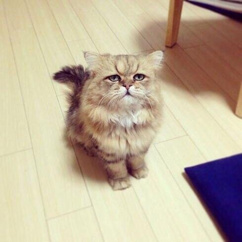 Кому верить, коту или мужу?