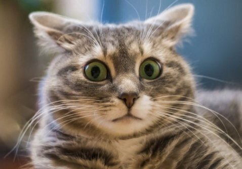 Ты разбудил кота! Что нельзя потише?!?