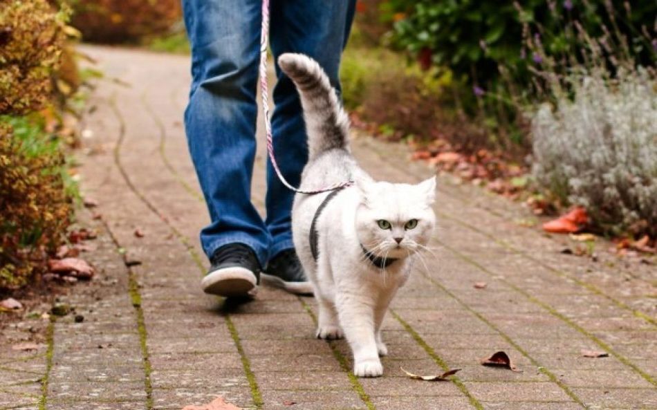 Нужно ли гулять с кошкой?