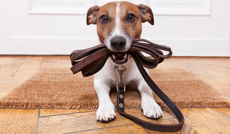 Как приучить щенка ходить в туалет на улицу?