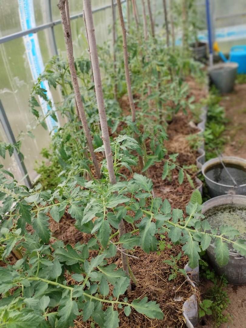 Первые результаты нашего труда на своем земельном участке: красота и польза