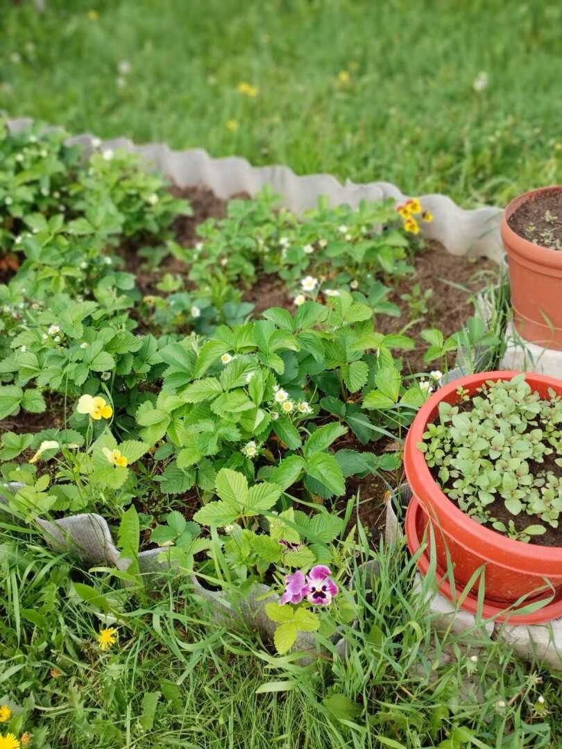 Первые результаты нашего труда на своем земельном участке: красота и польза