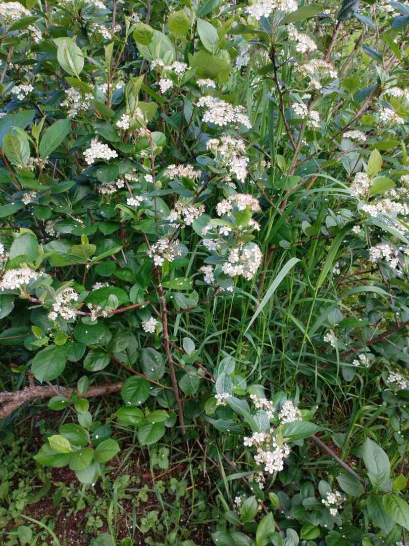 Первые результаты нашего труда на своем земельном участке: красота и польза