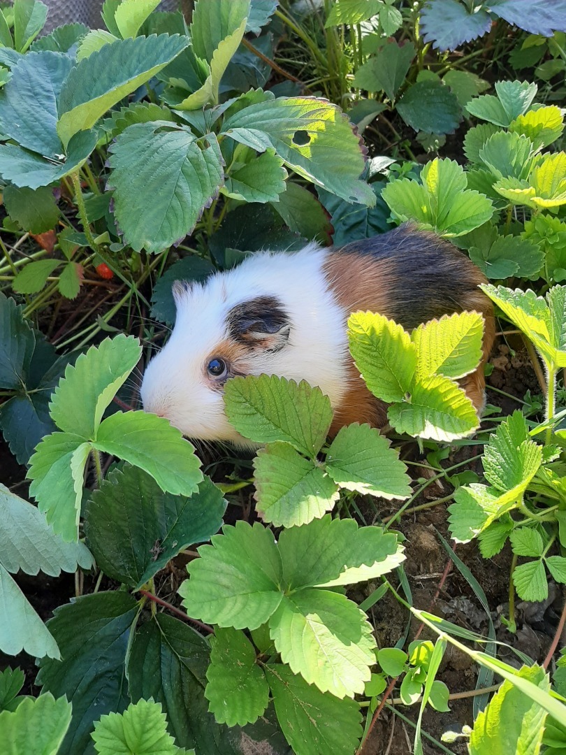 Первые результаты нашего труда на своем земельном участке: красота и польза