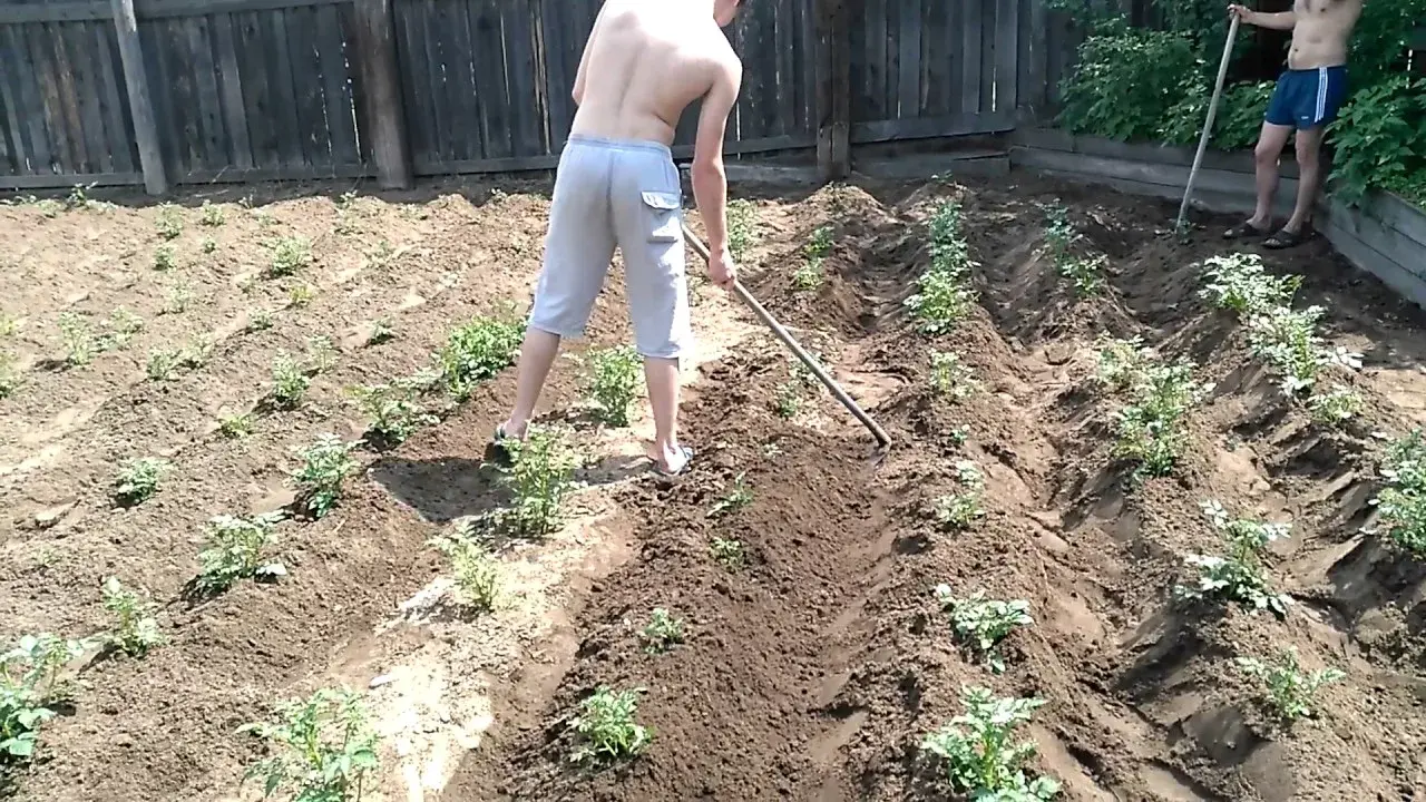 Если вы "картофельное брюхо".