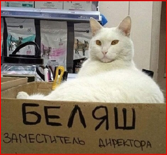 ✔️Котопозитивчик для неуКОТных🤗