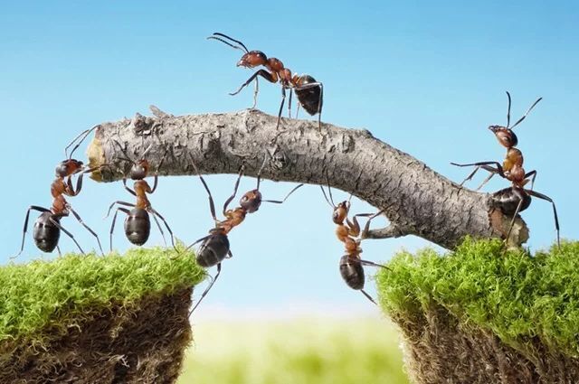 Как вывести муравьев с огорода банановой кожурой? Эффективные методы борьбы