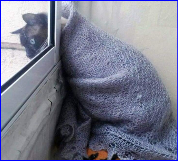 ✔️Котопозитивчик для неуКОТных🤗