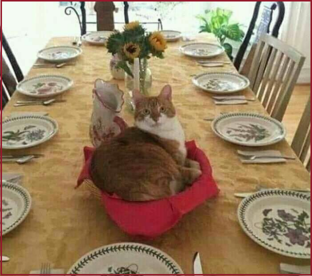 ✔️Котопозитивчик для неуКОТных🤗