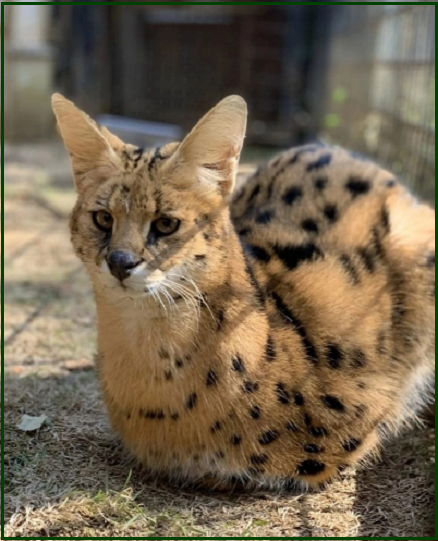 ✔️Котопозитивчик для неуКОТных🤗