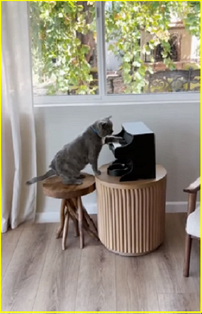 ✔️Котопозитивчик для неуКОТных🤗